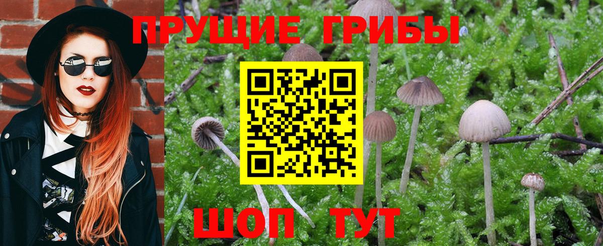 Псилоцибиновые грибы Cubensis Домодедово